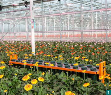 Blhende Landschaften: van Megen kultiviert Gerbera auf 15.000 m²