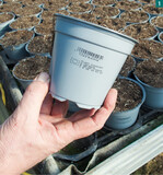 Die Töpfe werden mit Substrat befüllt und bedruckt zu den Tischen transportiert.