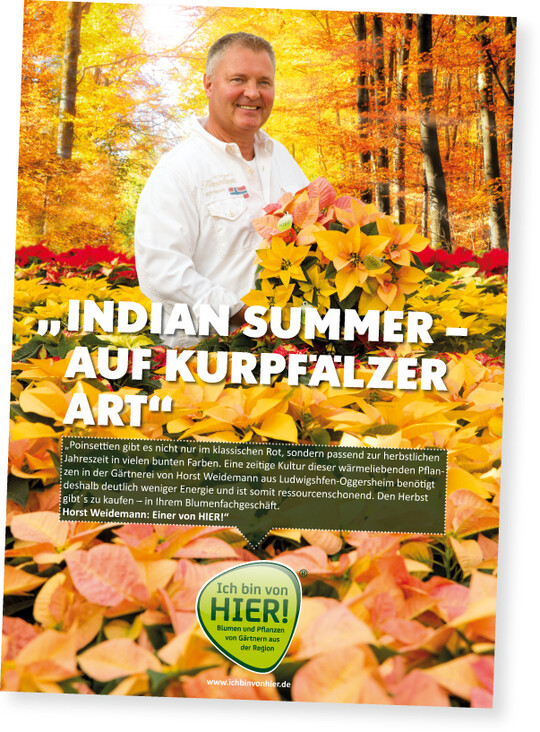 Mit Indian-Summer-Sternen setzt Horst Weidemann neue Impulse fr den Verkauf von Poinsettien.