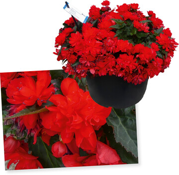 Begonia ‘Beaugonia Cherry Luxe’