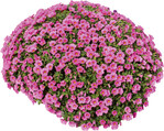 <strong>Calibrachoa ‘Cabaret Early Pink Imp.’ (Florensis):  </strong>Auch diese Sorte überzeugt in der Freilandprüfung mit einer wirklich knallenden Farbe und hervorragender Fernwirkung. In der siebenwöchigen Anzucht mit einmaliger Hemmstoffbehandlung ergibt sich gut verzweigte und ausreichend buschige Verkaufsware. Der Habitus dieser Sorte verbessert sich sogar noch mal unter Freilandbedingungen und wird attraktiv kugelig, bleibt aber kompakt. Die Sorte hat zudem durchweg eine gute bis sehr gute Reichblütigkeit.