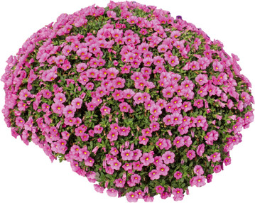 <strong>Calibrachoa Cabaret Early Pink Imp. (Florensis):  </strong>Auch diese Sorte berzeugt in der Freilandprfung mit einer wirklich knallenden Farbe und hervorragender Fernwirkung. In der siebenwchigen Anzucht mit einmaliger Hemmstoffbehandlung ergibt sich gut verzweigte und ausreichend buschige Verkaufsware. Der Habitus dieser Sorte verbessert sich sogar noch mal unter Freilandbedingungen und wird attraktiv kugelig, bleibt aber kompakt. Die Sorte hat zudem durchweg eine gute bis sehr gute Reichbltigkeit.