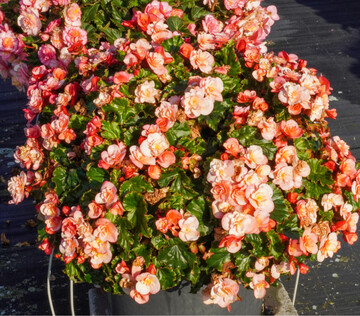 Begonia ‘Sunbrero Peach’