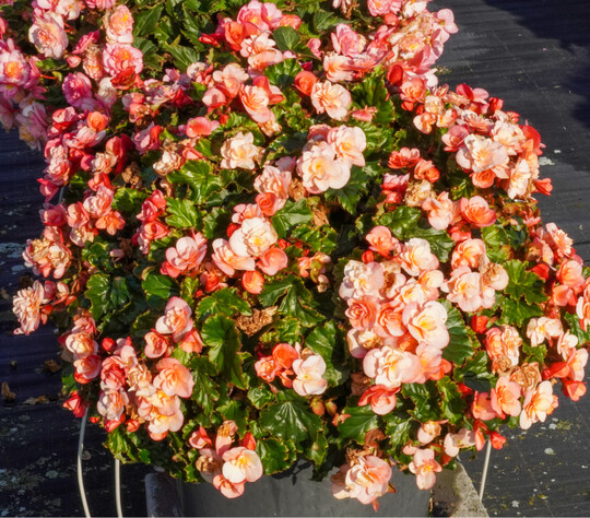 Begonia ‘Sunbrero Peach’