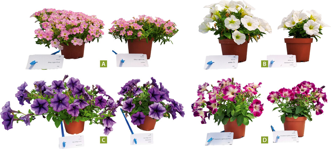 (A) ‘Etsy light Pink’, (B) ‘White 73’, (C) ‘Tea indigo vein’, (D) Crazytunia ‘Lighthouse Pink’; Pflanzen links im Standardsubstrat, rechts torffrei