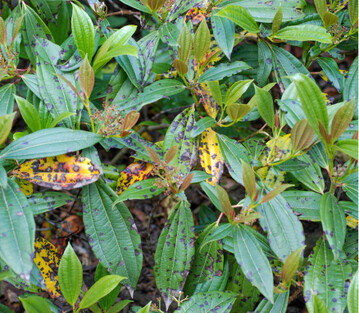 Fr Blattfleckenpilze ist Viburnum sehr empfindlich.