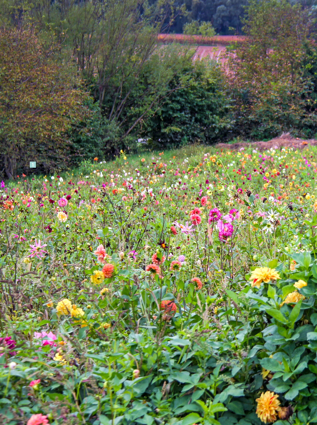 Die Sortenvielfalt der Dahlien ist enorm. Es darf selber gepflückt werden!
