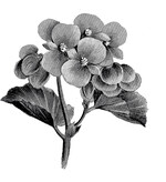 Begonia gracilis Primadonna, Einführung 1909