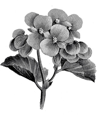 Begonia gracilis ‘Primadonna’, Einfhrung 1909