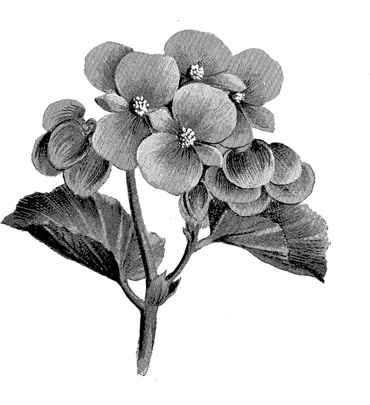 Begonia gracilis ‘Primadonna’, Einfhrung 1909