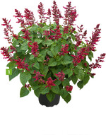 Salvia Rockin Red Flamingo (A: Kientzler, Z: Silvia Hofmann, S: Innovaplant)
