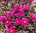 Delosperma Desert Dancers Purple (A: Concept Plants, Z: Florsaika Breeding, S: Az Agr Bonini Paolo)