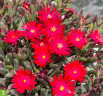 Delosperma Desert Dancers Red (A: Concept Plants, Z+S: wie bei 2)