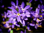 Scaevola aemula Stardiva Star Blue (A: MNP/Suntory, Z+S: Bonza Botanicals)
