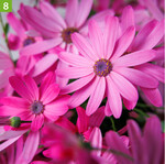 Pericallis Hot Pink (A: MNP/Suntory, Z+S: Suntory Flowers)