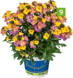 Erysimum Hybride RYSI Winter Carnival (A: Kientzler Jungpflanzen, Z: Silvia Hofmann, S: Innovaplant)