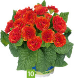 Primula vulgaris PRIMA BELARINA Tangerine Twist (A: Kientzler Jungpflanzen, Z+S: David Kerley)