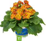 Primula vulgaris PRIMA BELARINA Carnival (A: Kientzler Jungpflanzen, Z+S: David Kerley)