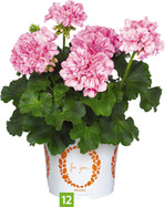 Pelargonium interspecific Big Eeze Pink Batic (Dümmen Orange)