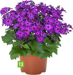 Pericallis cruentus Mandala Plus Magic Purple (Dümmen Orange)