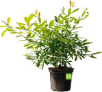 Ilex paraguariensis Garden2Cup Maté (Laforet Pepinieres)
