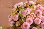 Chrysanthemum indicum Spray Letsgo Pink (A+Z: Dümmen Orange, S: Zentoo Chrysanthemums)