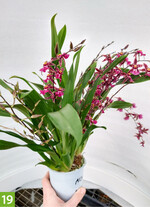 Brassidium Titanium Treasure Mix (Alpha Orchids Breeding, Z+S: Alpha Orchids Breeding, R. Kloppenberg)