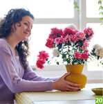Rhododendron simsii BloomZ Natural Happiness Bouquet (Hortibreed/Hortinno)