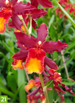 Burrageara Xenial Xenon (A: Alpha Orchids Breeding, Z+S: Alpha Orchids Breeding, R. Kloppenberg)