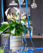 Anthurium Banderola Cava (Anthura)