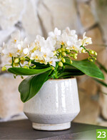 Phalaenopsis amabilis Anthura Nazare (Anthura)