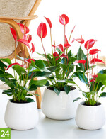 Anthurium andreanum Banderola Roja (Anthura)