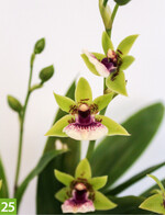 Zygopetalum Oxygen Optimistic (A: Alpha Orchids Breeding, Z+S: wie 21)