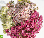 Chamelaucium uncinatum Solar (A: Nir Nursery, Z+S: Nitzan Nir)