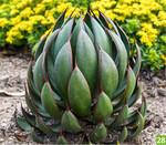 Mangave Mad about Mangave" Praying Hands (A+S: Cactusmania di Manera Bruno, Z: Walters Gardens)