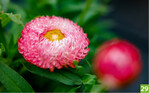 Xerochrysum bracteatum Granvia Old Pink Flame Compact (A: MNP/Suntory; Z+S: Bonza Botanicals)