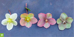Helleborus × ericsmithii ViV Olivia (A+S: Microflor, Z: Helleborus BV)