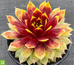 Sempervivum Chick Charms Giants Gold Mine (A+S: Plantipp, Z: Garden Solutions)