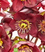 Helleborus Frostkiss (A: AllPlant, Z+S: Eternal Plant Boijl)
