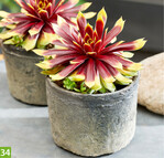 Sempervivum Chick Charms Gold Rush (A+S: Plantipp, Z: Garden Solutions)