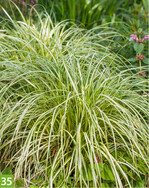 Carex Moon Falls (A: AllPlant, Z+S: Eternal Plant Boijl)