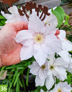 Clematis Guernsey Flute (A: Plantipp, Z+S: Raymond J. Evison)