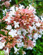 Abelia chinensis Autumn Festival (A: Minier Professional Solutions, Z+S: Hortival Diffusion)