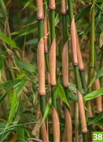 Fargesia rufa Sunbird (Baumschule Wilfried Janßen)