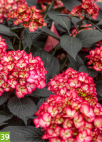Hydrangea macrophylla First Editions Eclipse Bigleaf (A+S: Bailey Nurseries International, Z: Bailey Innovations)