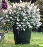 Buddleja davidii Tiny Buddy White (A: Minier Professional Solutions, Z: Star Roses and Plants, S: Hortival Diffusion)