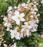 Choisya Green Fingers (A+S: Plantipp, Z: Liss Forest)