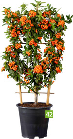Pyracantha coccinea Orange Star (A+S: Hoogeveen Plants, Z: Van der Sar-Vermaat)