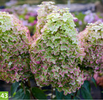 Hydrangea paniculata Metalica Renmeta (A: Pepinieres Renault, Z+S: Jean Renault)