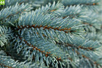 Picea pungens Karpaten (A+S: Bremmer, Z: M. Verweij)
